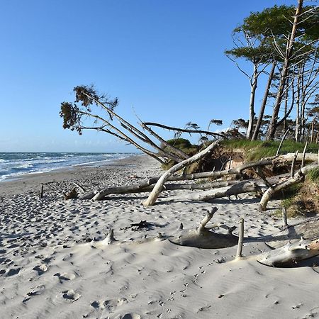 Strandhafer An Der Seebruecke 징스트 외부 사진