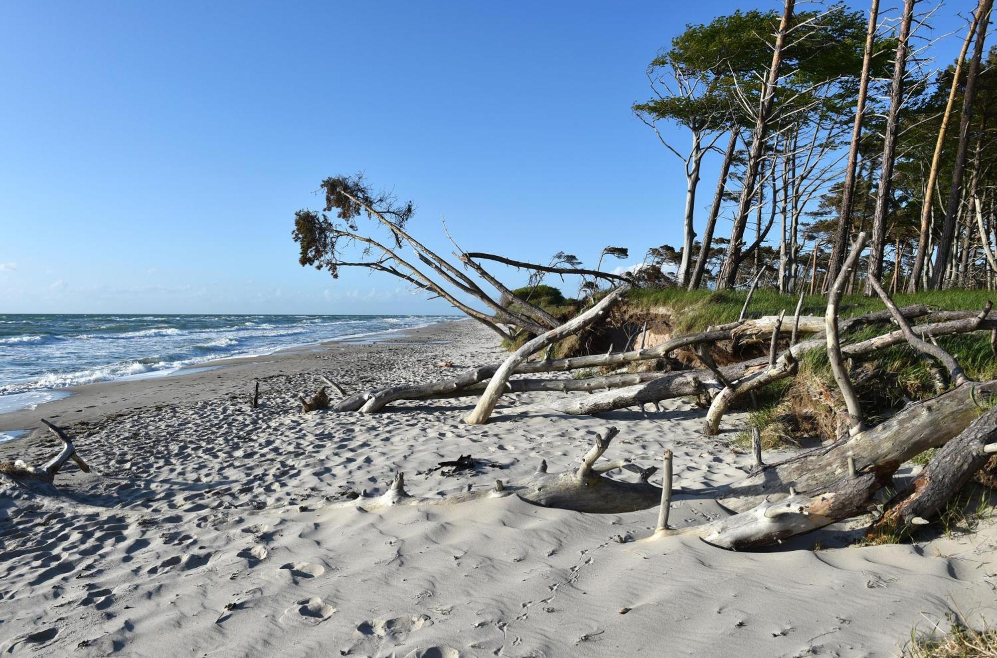 Strandhafer An Der Seebruecke 징스트 외부 사진